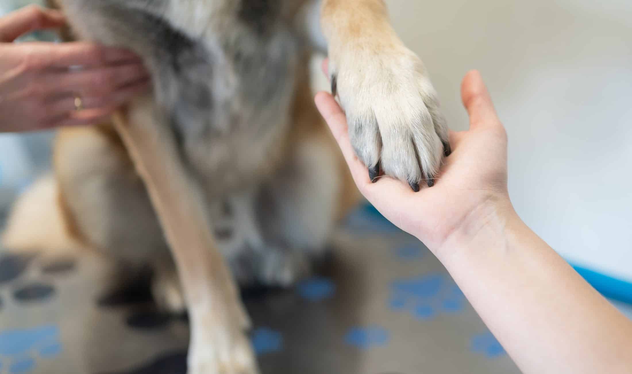 Creating-a-warm-and-trusting-environment-is-what-Dr-Casida-strives-for-in-every-visit-Mobile Dr. Casida hold a dogs paw at his first vet care appointment in Phoenix AZ