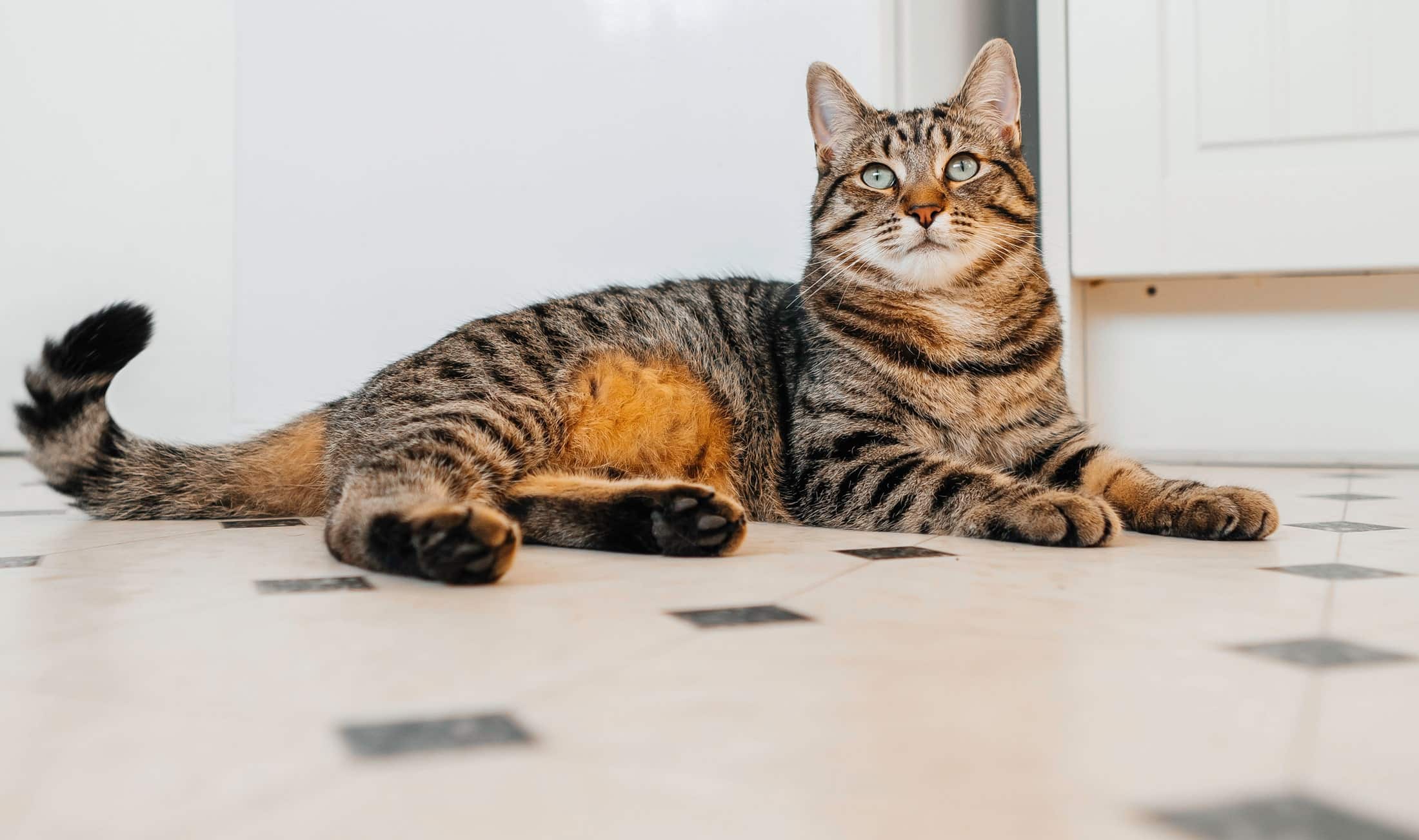 Happy and healthy cat after pet care in Phoenix AZ