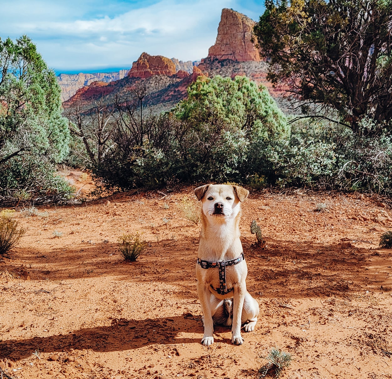 Dog in arizona smiling at the camera after veterinary care from Desert Rose Animal Hospital