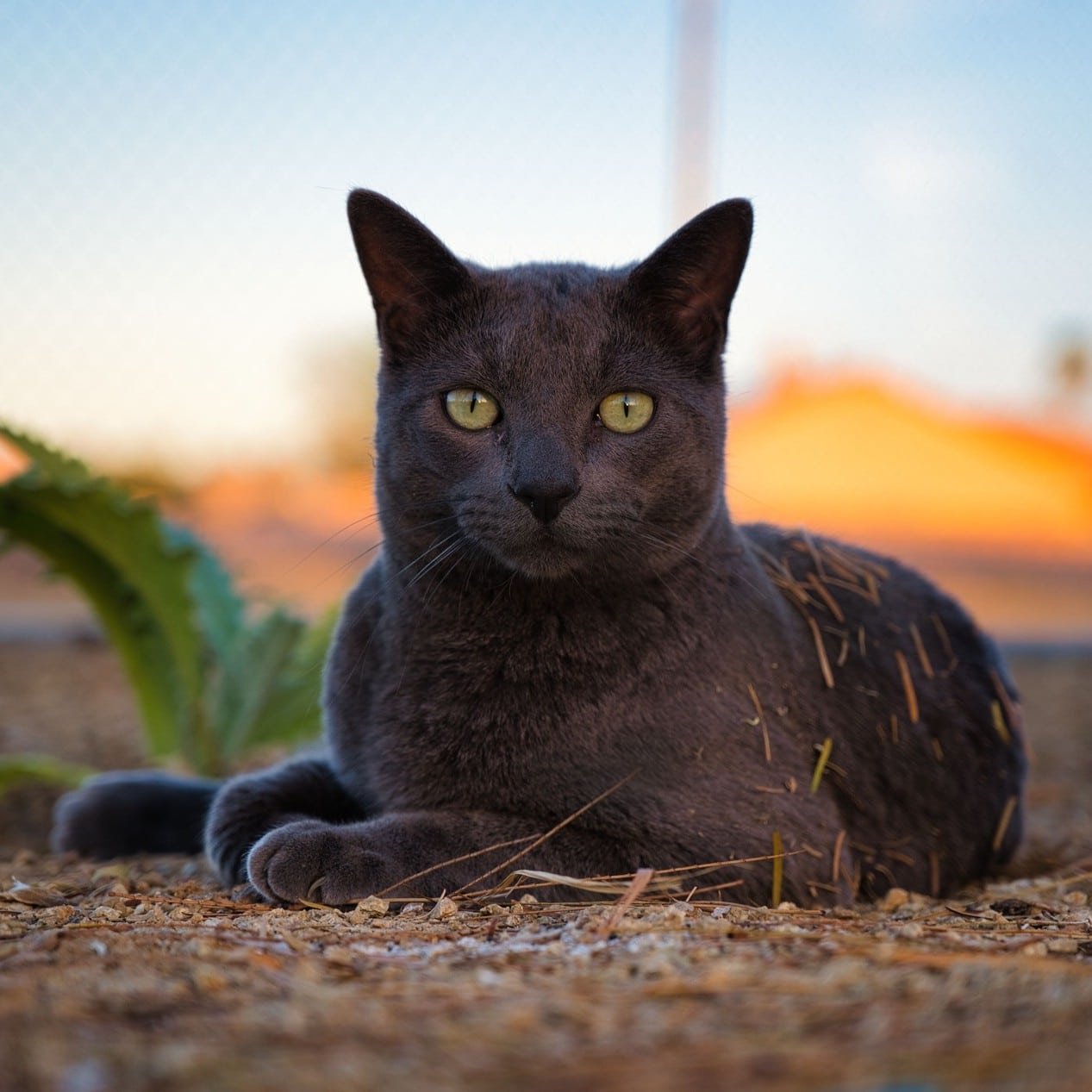 Cat on his way to a dental appointment for pets at Desert Rose Animal Hospital