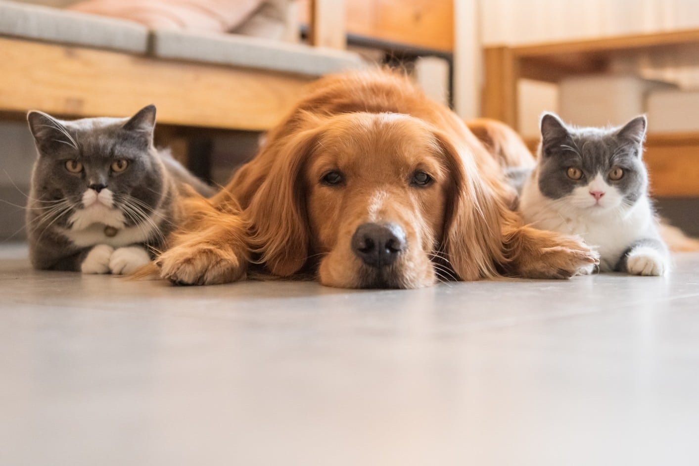 Pets with strong teeth after veterinary dental care in Phoenix