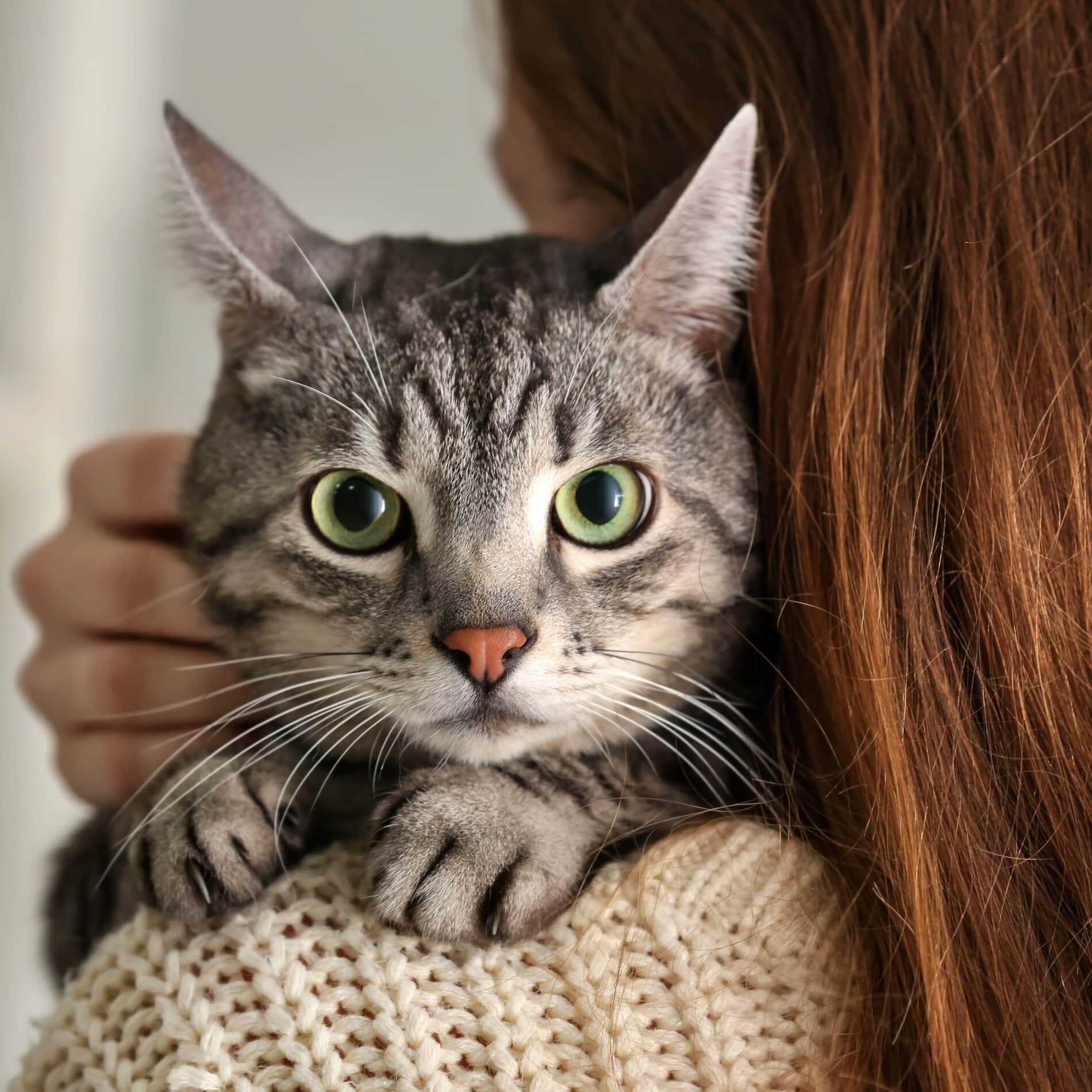 Cat on her way to a veterinary surgery with Dr. Casida