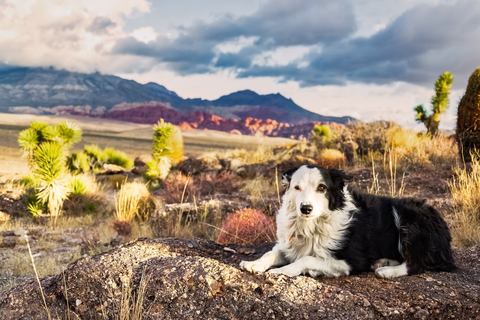 Dog playing outside in Arizona after Preventive veterinary medicine