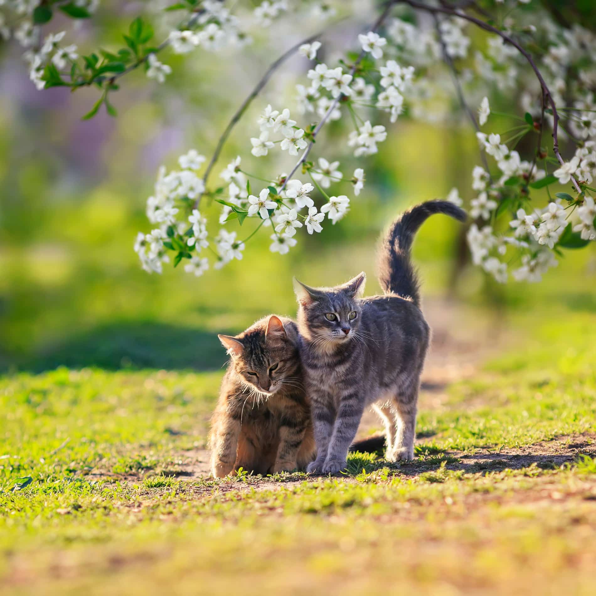 Cats happy and healthy after a same-day veterinary appointment with Dr. Casida