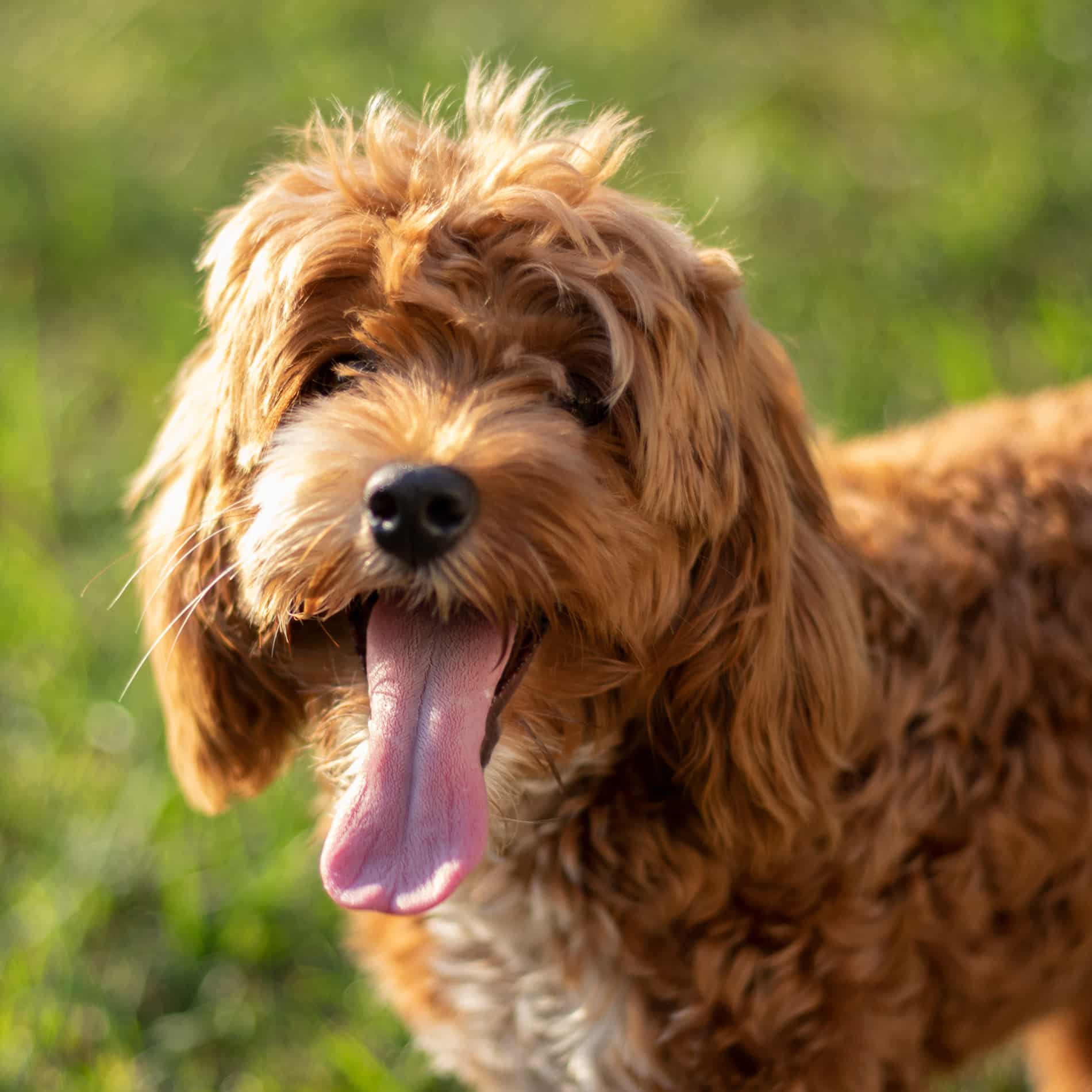 Dog smiling after pet surgery in Arizona