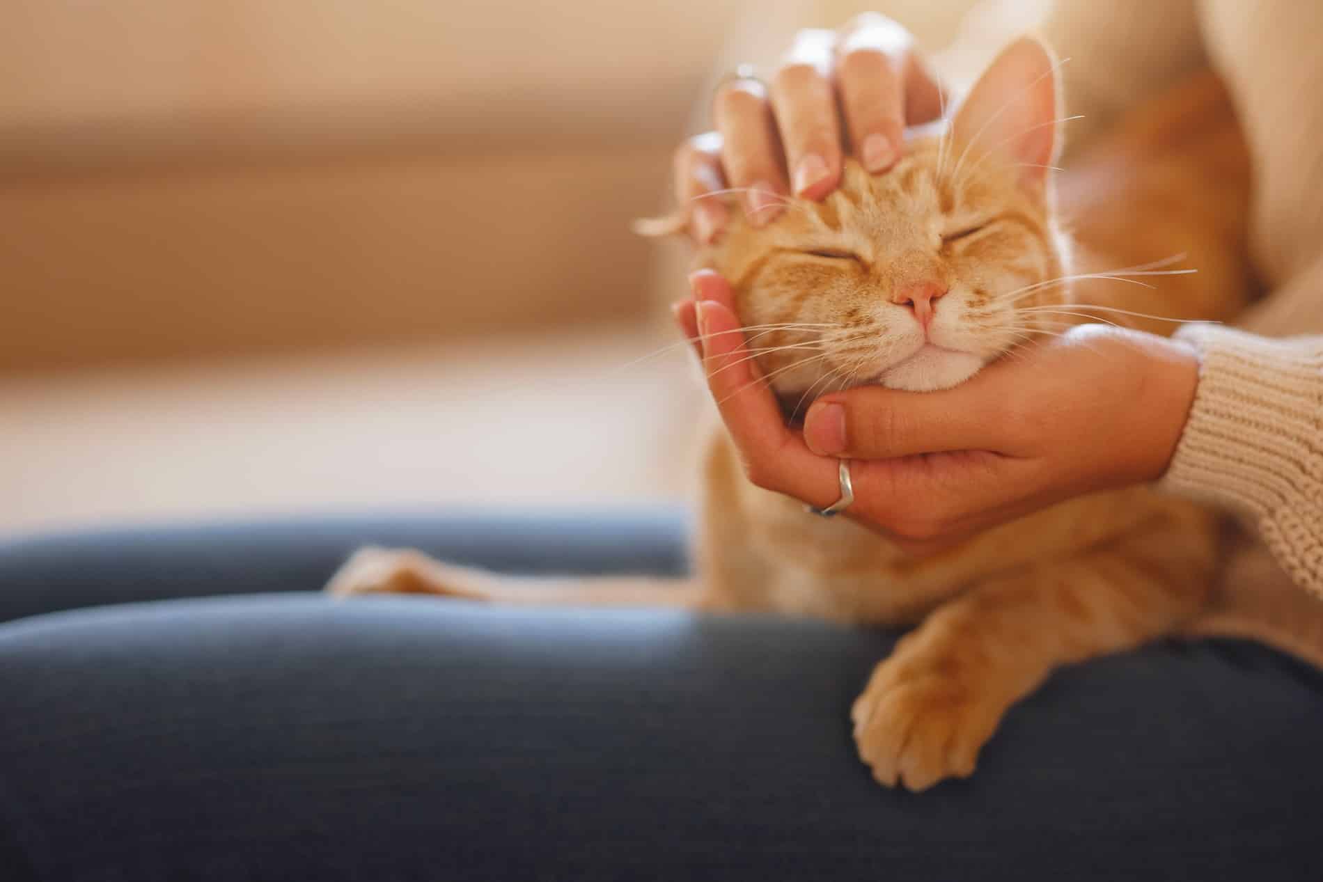 Cat relaxes with owner after a preventive pet care appointment in Phoenix AZ