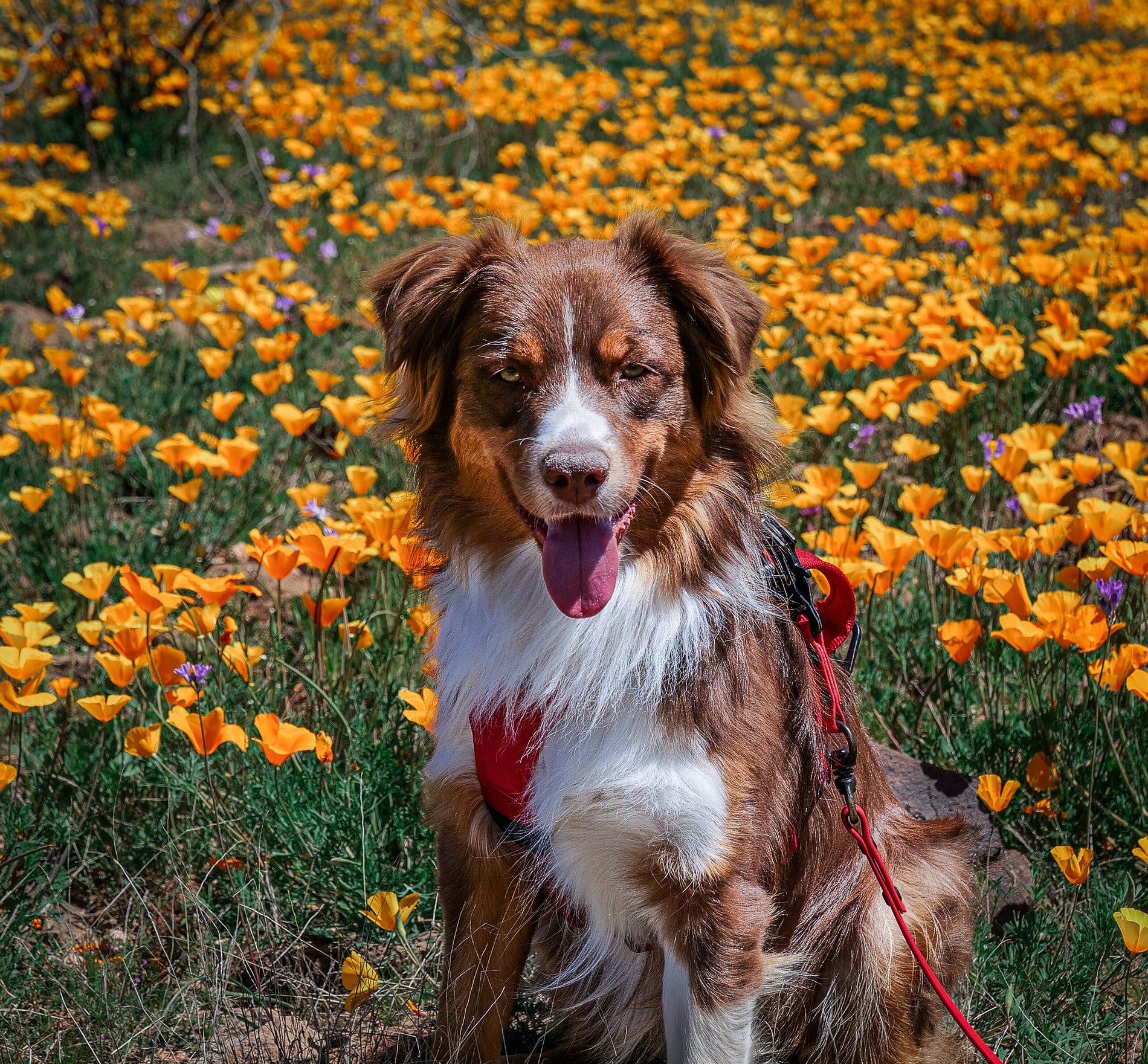 Dog smiling after pet dental care in Phoenix AZ