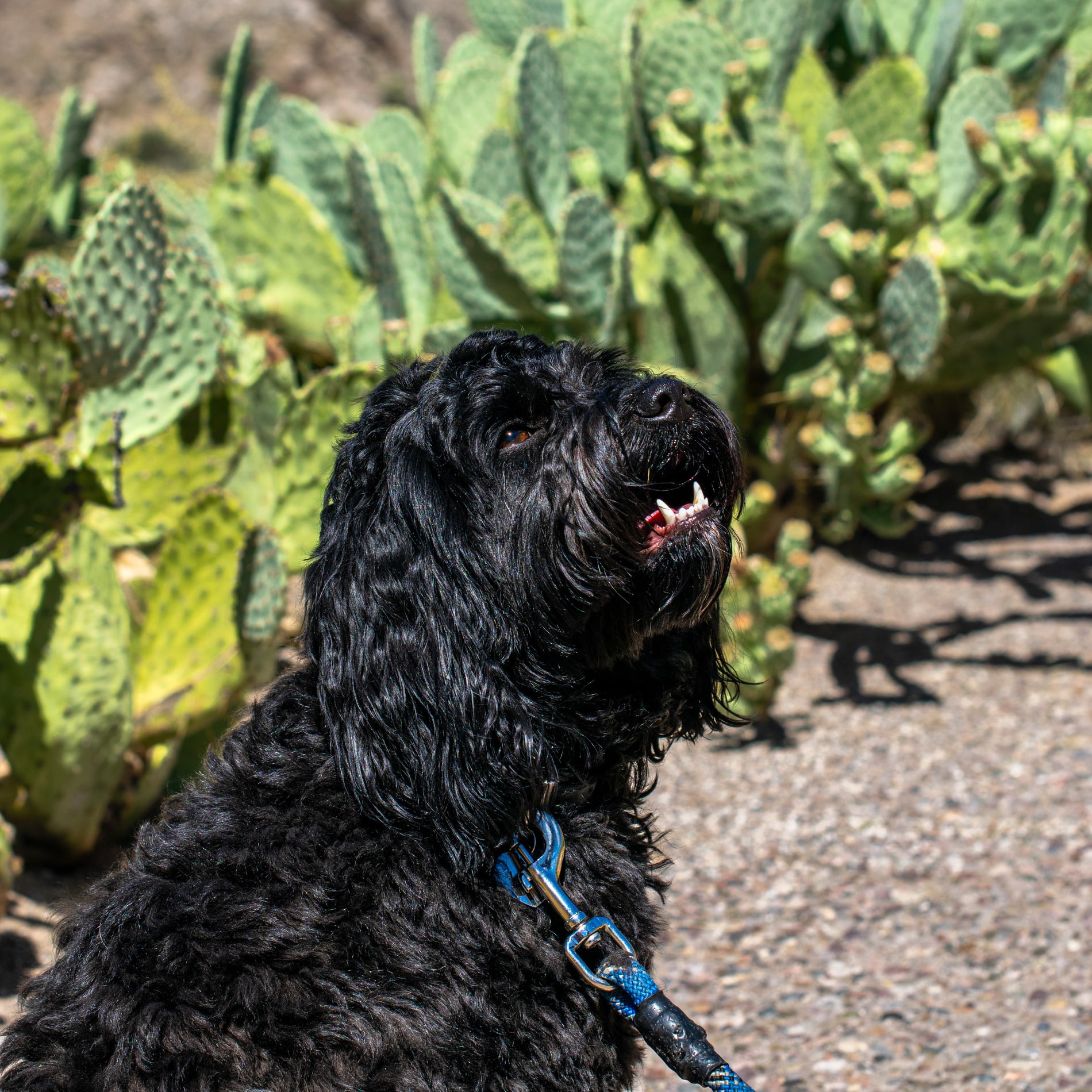 Dog in arizona needs sick pet care at Desert Rose Animal Hospital