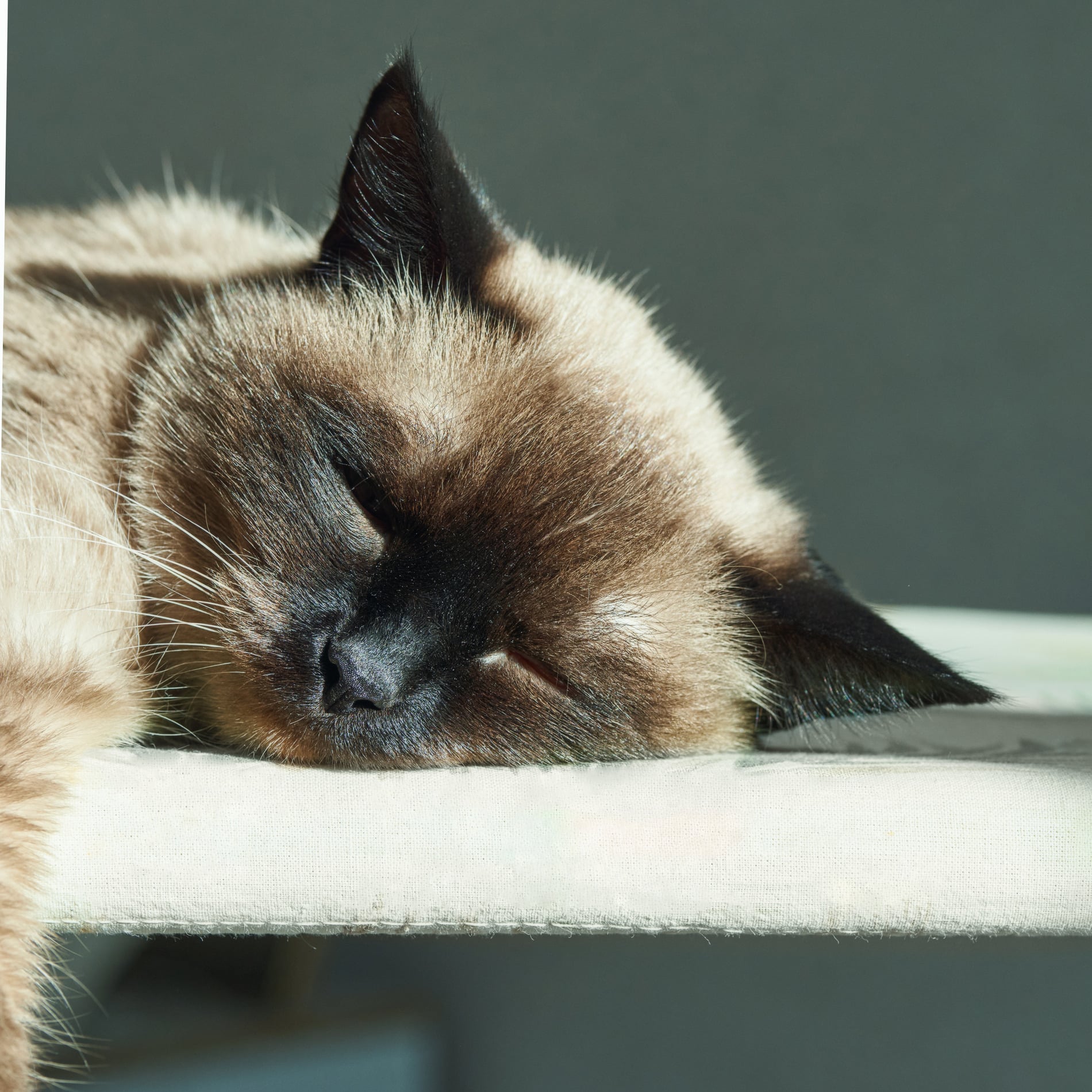 Cat sleeping after diagnotics for pets in Phoenix