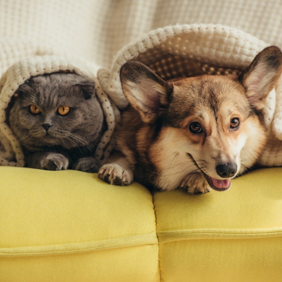 Pets cuddled up on the couch, happy and healthy after a wellness exam in North Phoenix