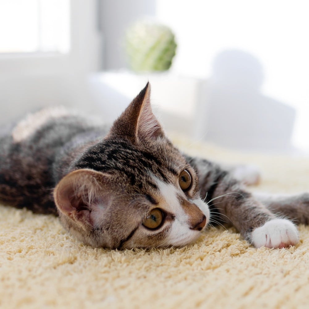 Cat in North Phoenix AZ is about to see Dr. Casida for a veterinary wellness exam