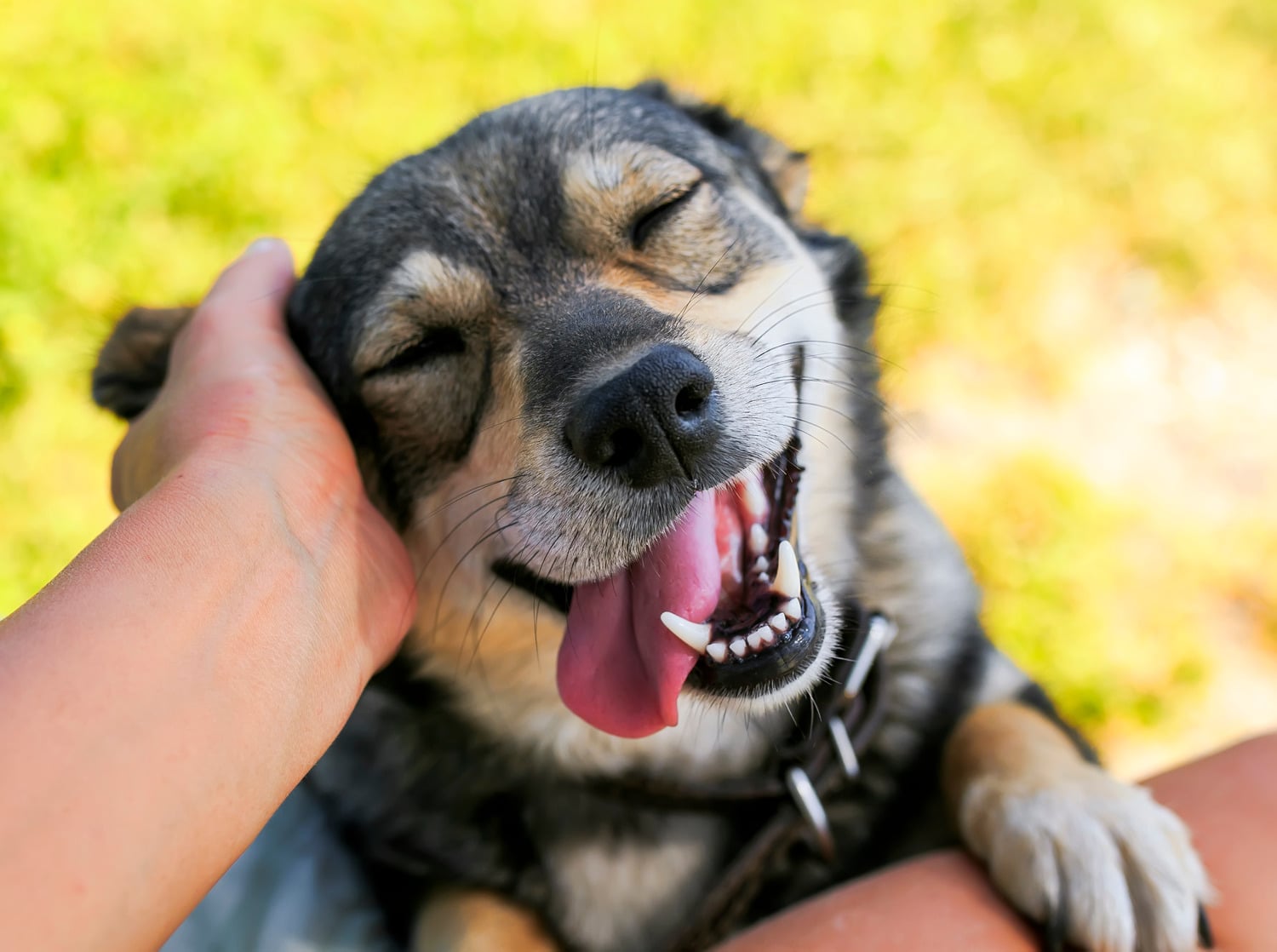 Dog smiling with clean teeth after a vet dental cleaning and exam in Phoenix AZ