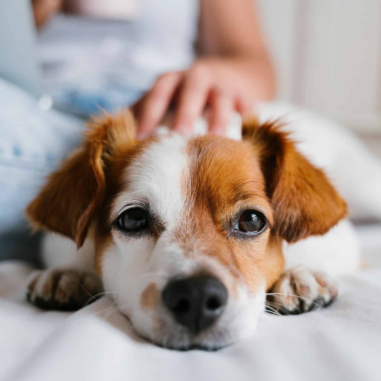 Dog snuggled up with owner after a pet dental appointment in Phoenix