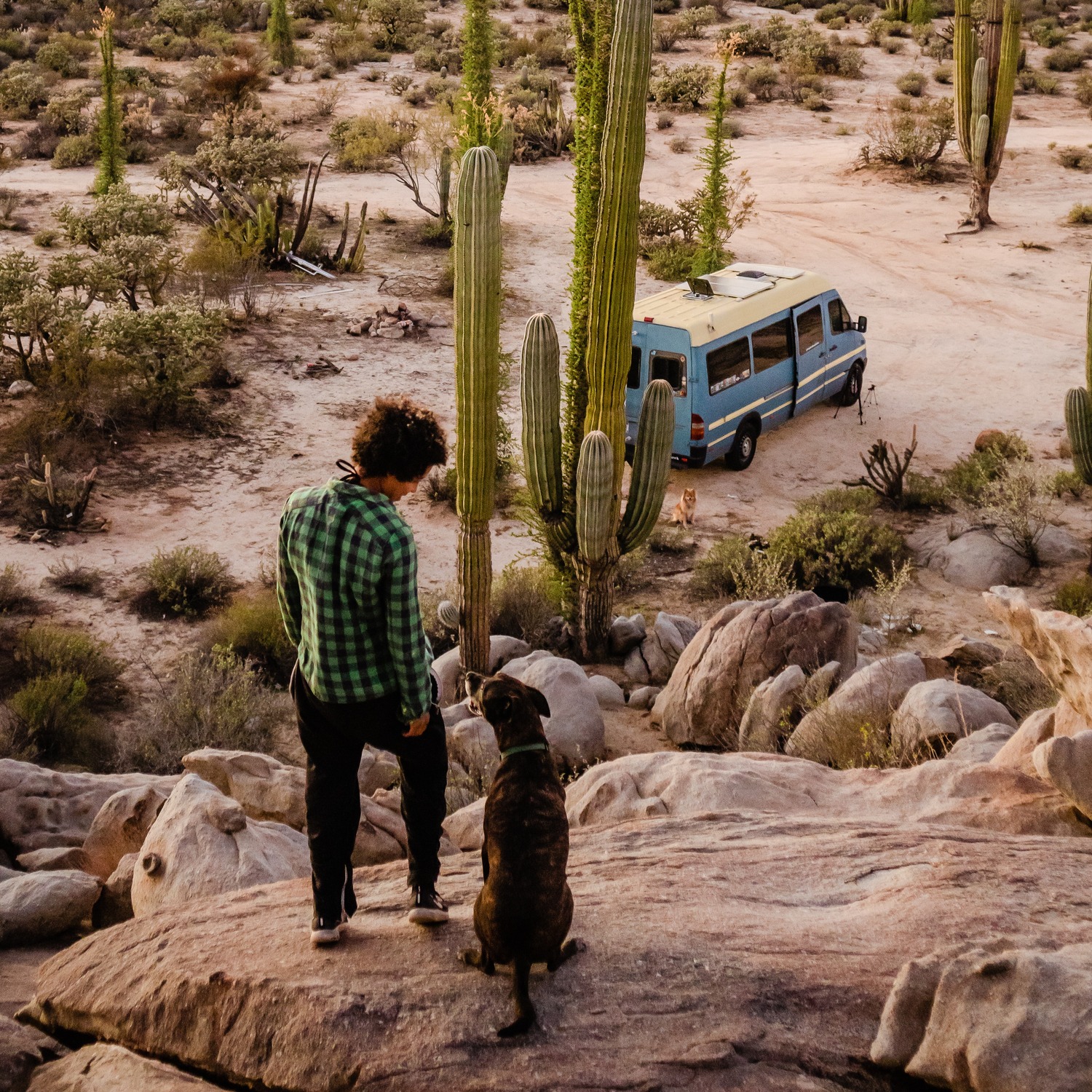 Healthy dog with no dosease after diagnostic labs in Phoenix