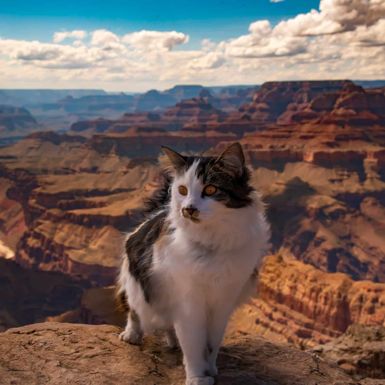 Cat in Arizona needs a dental cleaning