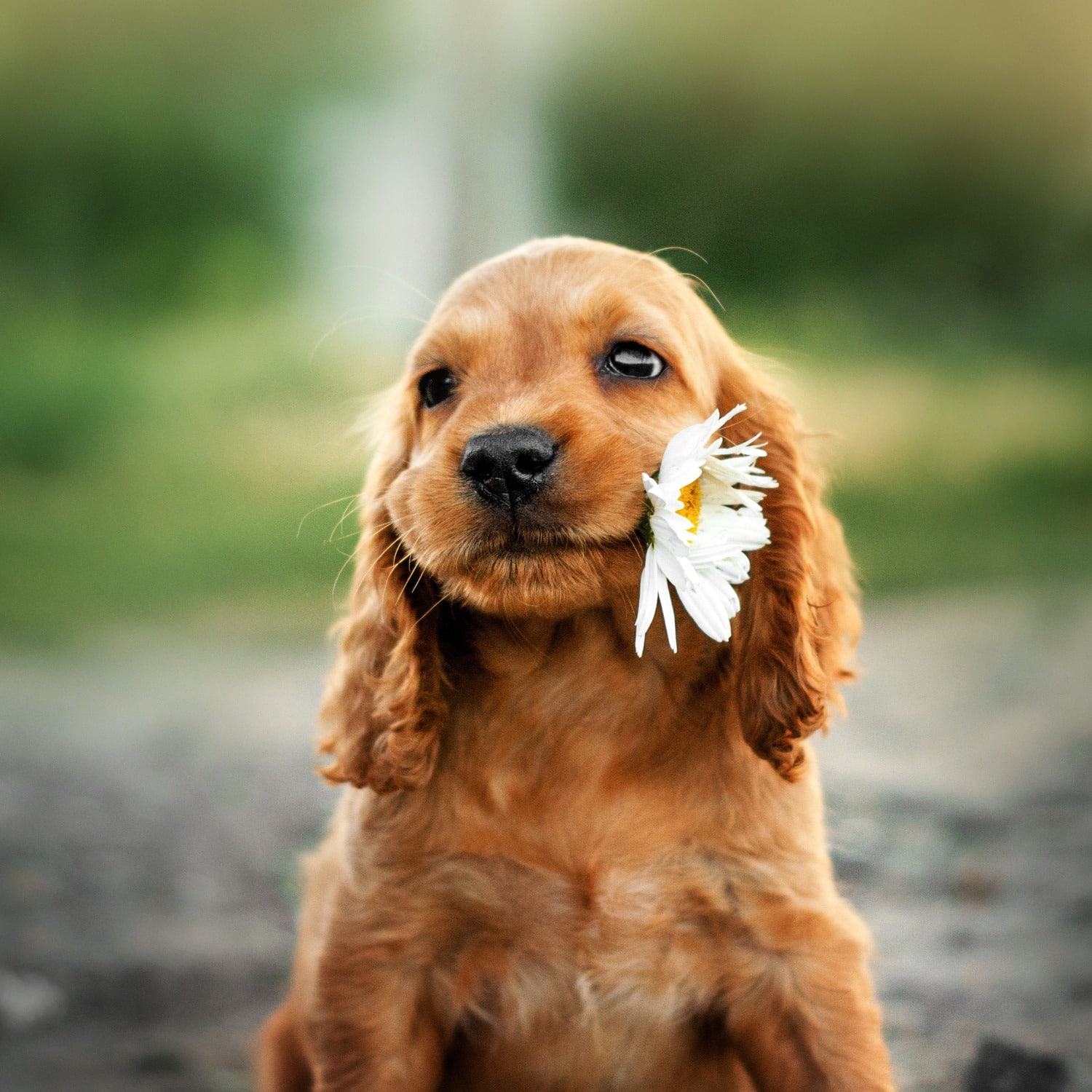 Puppy in need of a spay and neuter clinic in Phoenix
