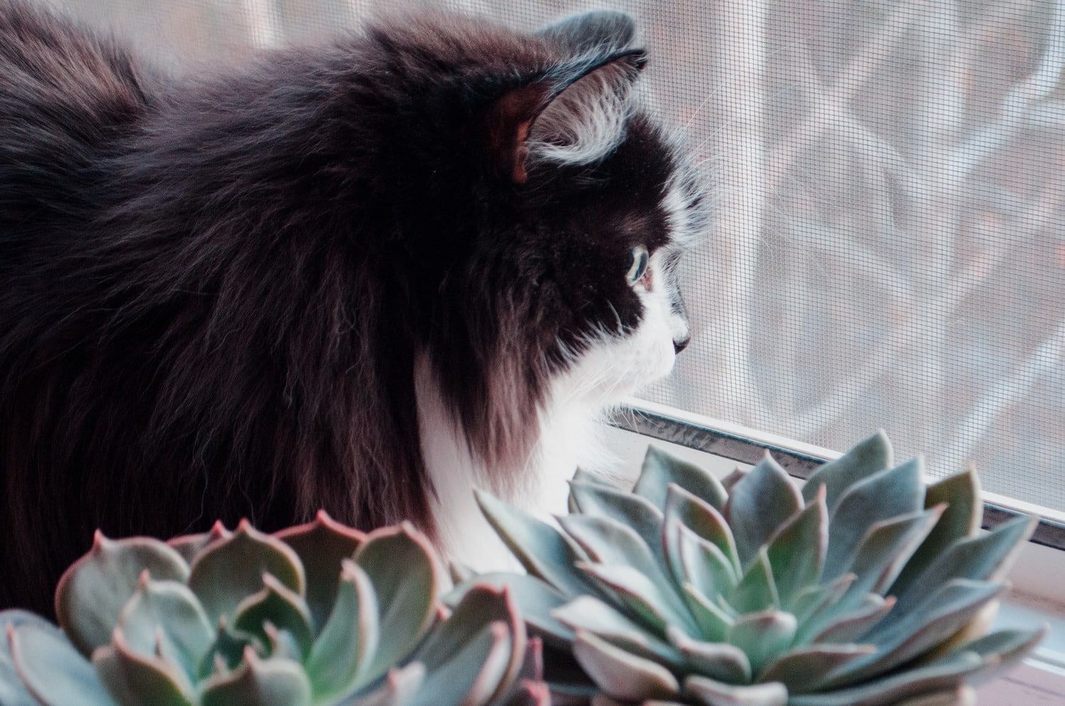 Cat looks out the window after a spay neuter surgery in Phoenix AZ