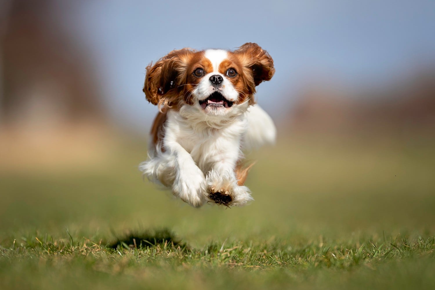 Dog playing happily with the help of chronic condition management in Phoenix AZ