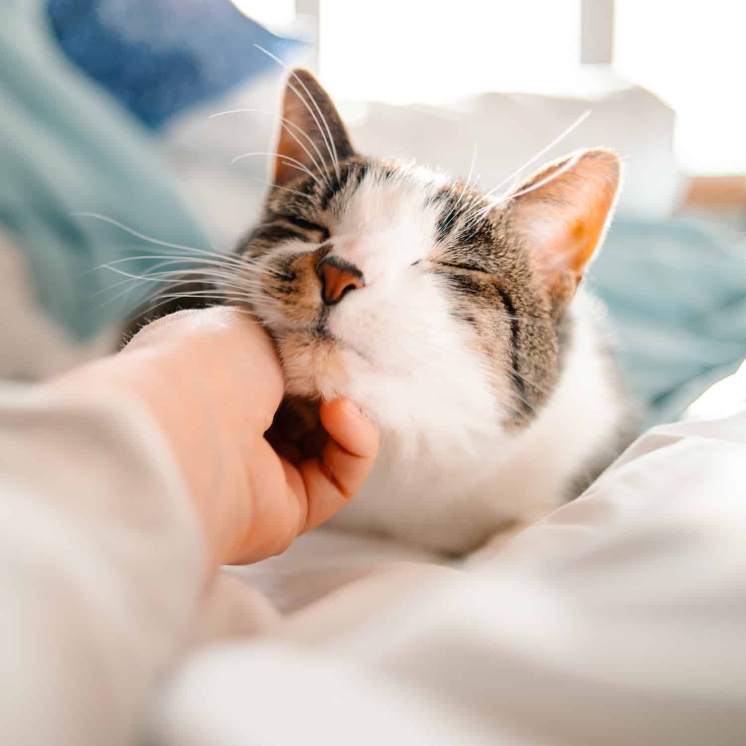 Cat in need of Chronic Illness Management for Pets in Arizona