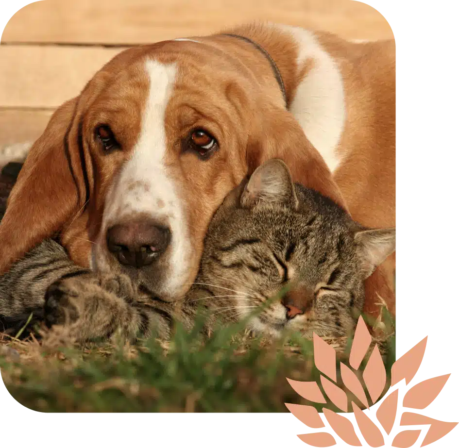 Two pets snuggled closely together, reflecting the importance of proper pet medication and wellness care in Phoenix AZ
