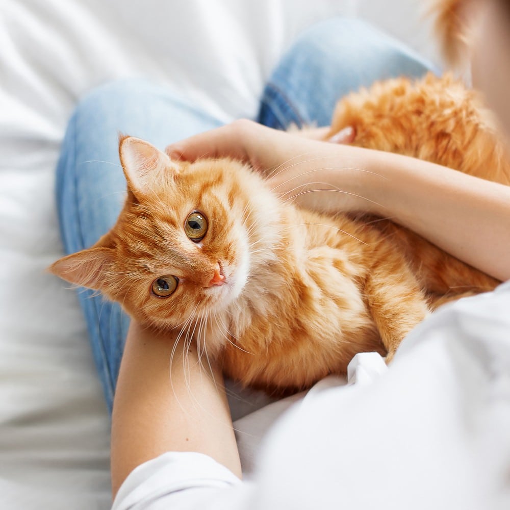 Cat snuggles with owner before a pet vaccination appointment in AZ