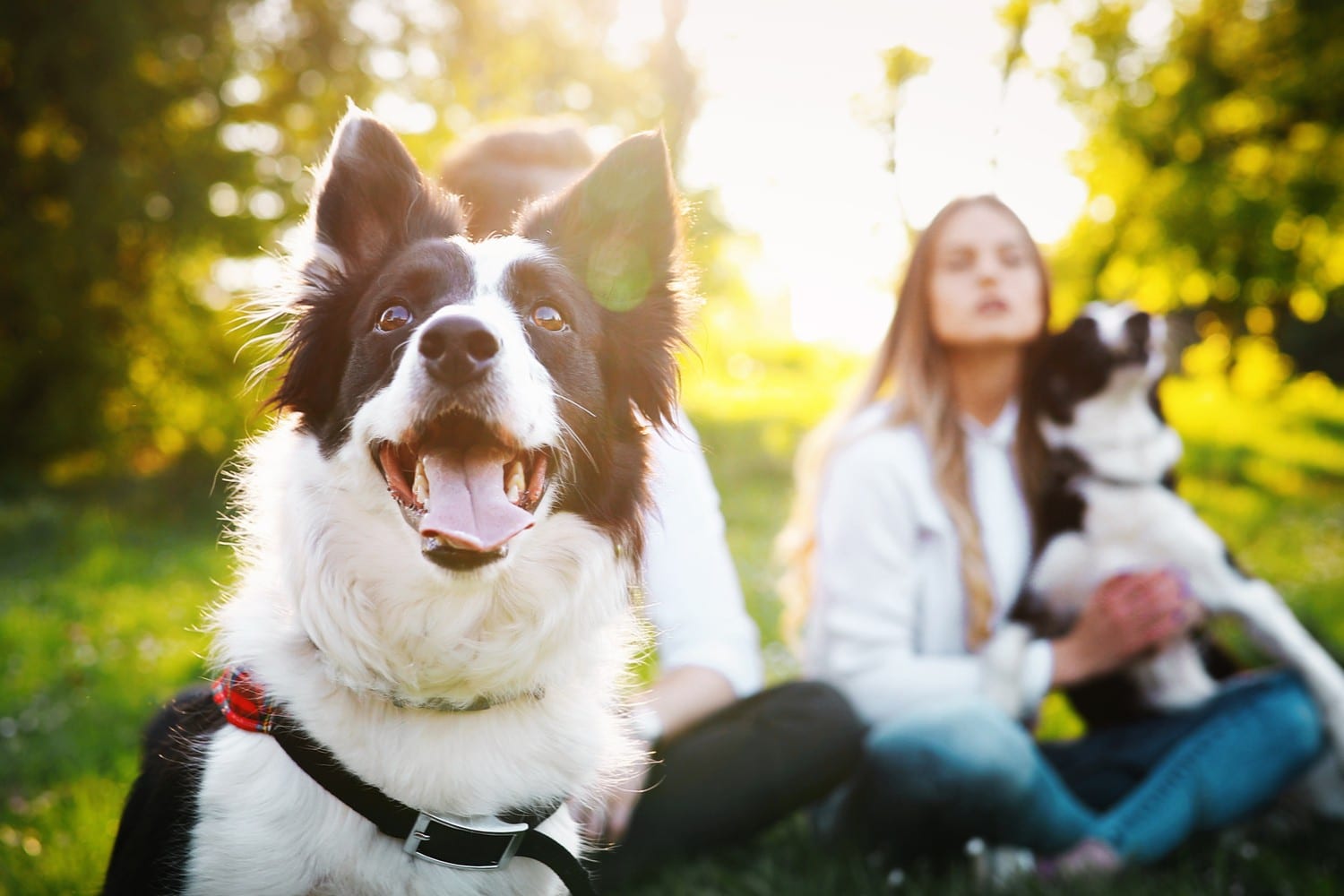 Owners take their pets to the park after a vaccine appointment in Phoenix AZ