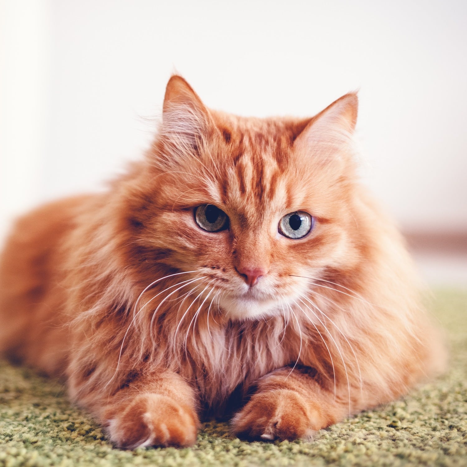Cat has a pet emergency and needs same day emergency pet care in Phoenix