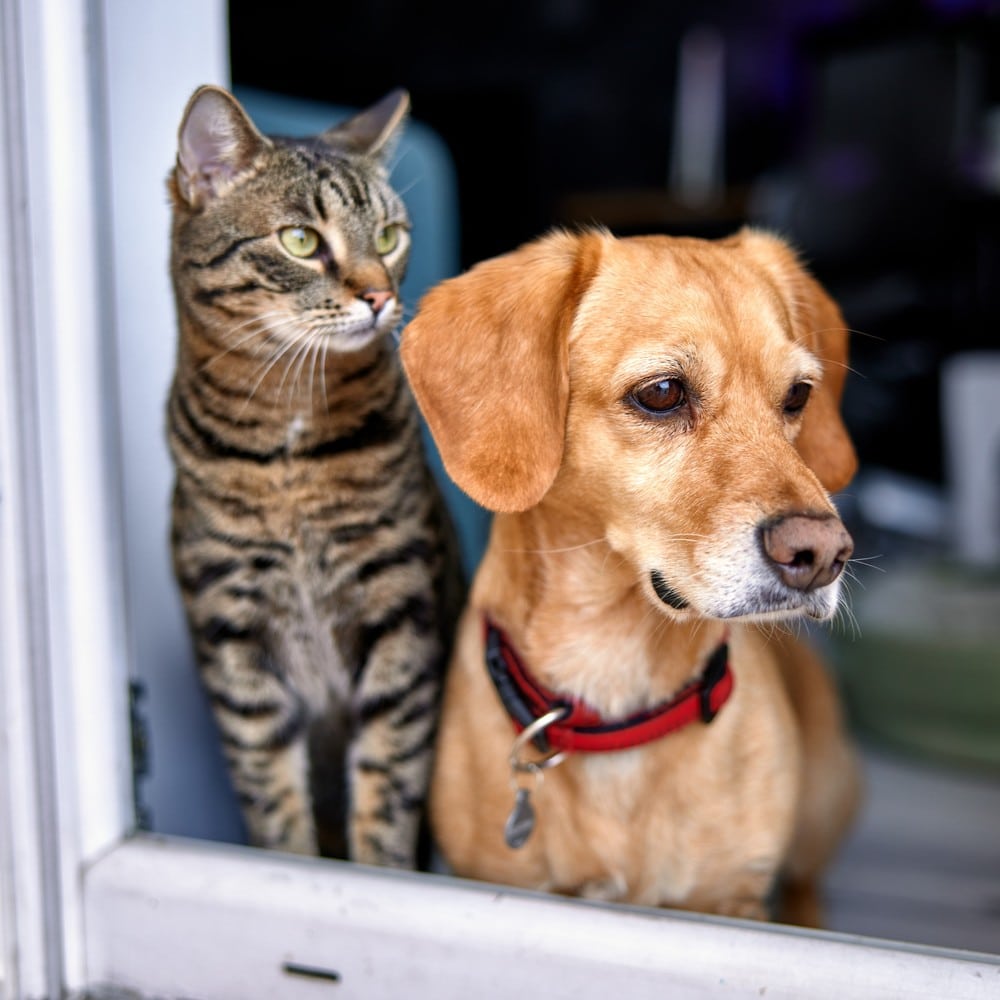 Pets watch out the window at the veterinary clinic in Phoenix