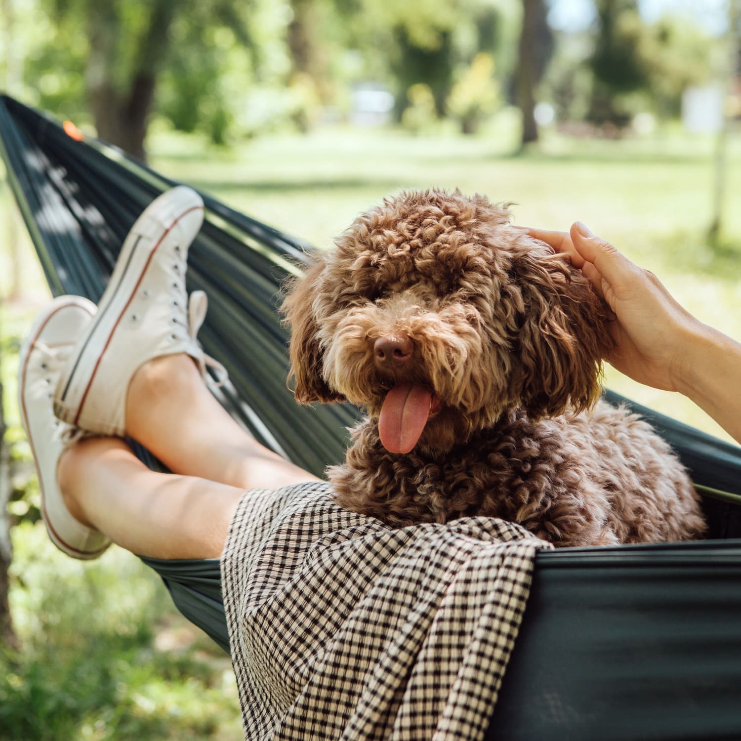 Dog relaxing in a hammock with his owner cleared after an urgent pet visit with Desert Rose Animal Hospital