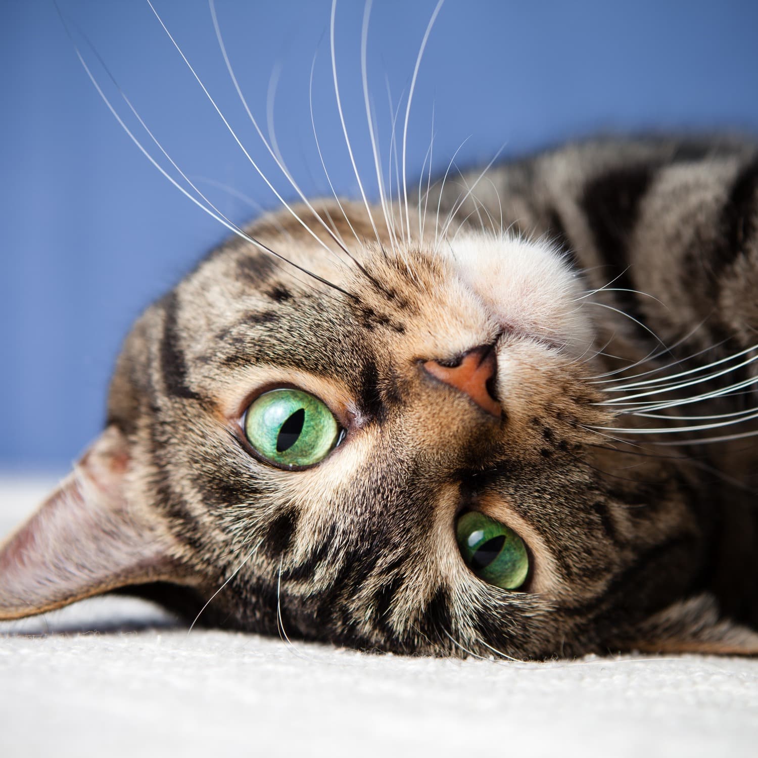 Cat recieves a Radiograph for Pets at Desert Rose Animal Hospital