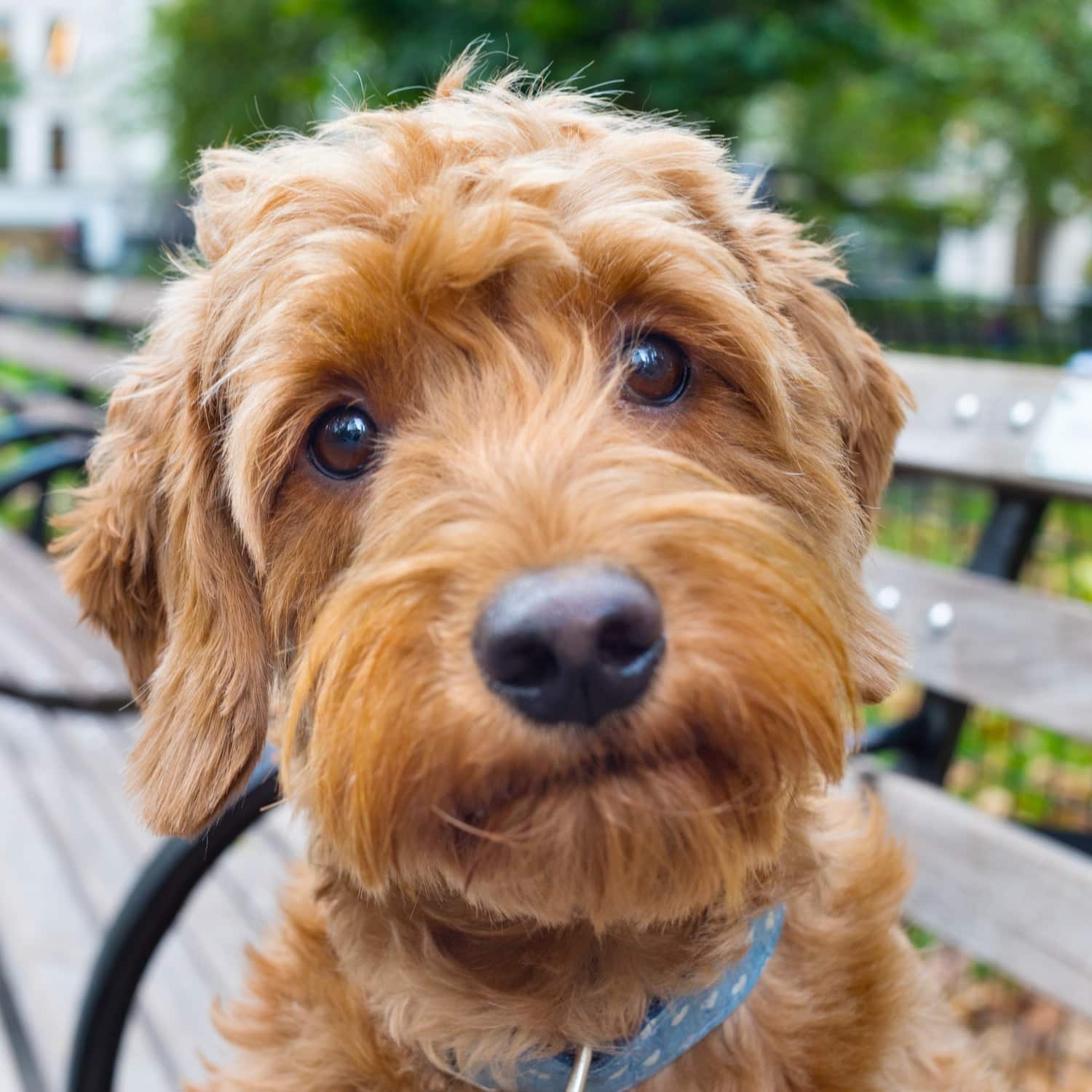 Close-up portrait of a dog's nose and eyes, representing the gentle, honest pet dental surgery offered at Desert Rose Animal Hospital