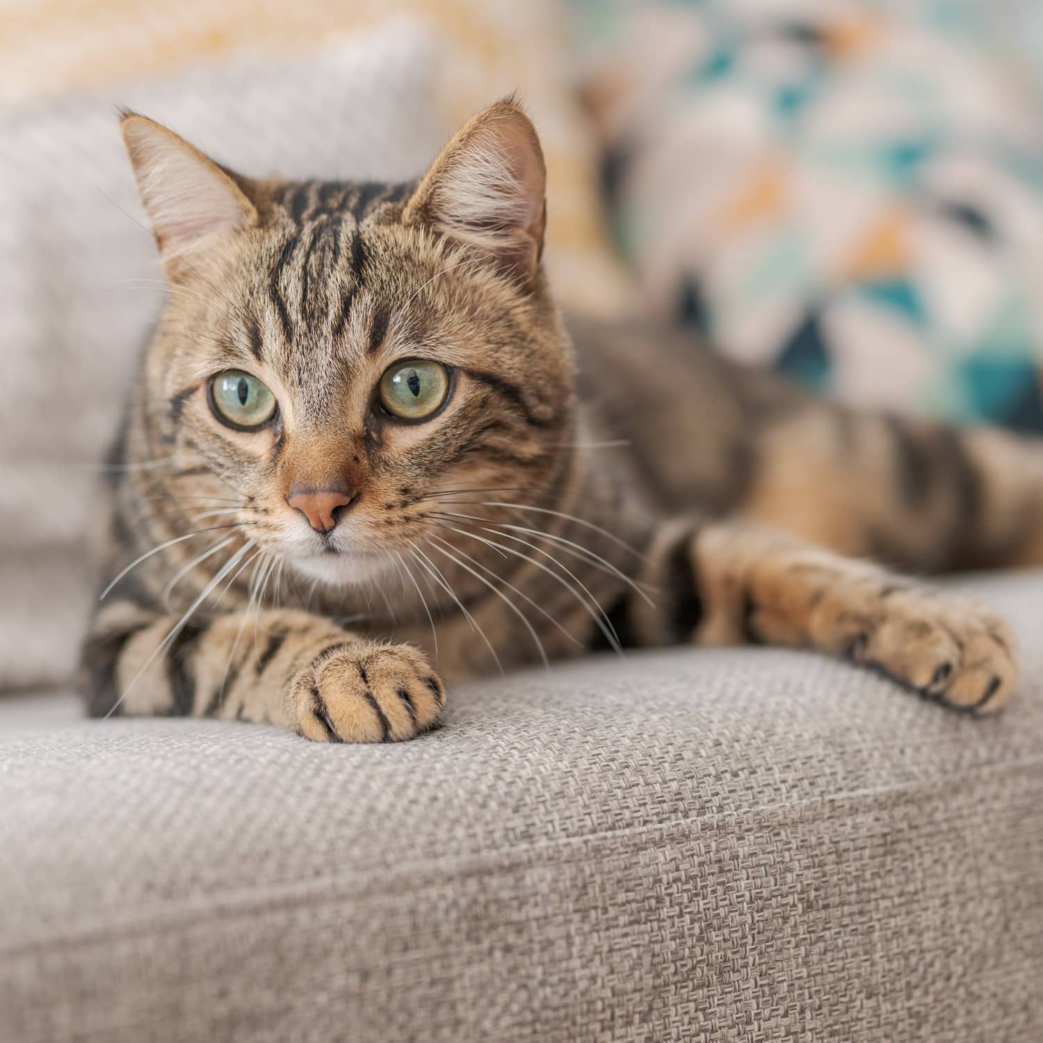 Alert tabby cat lounging indoors, illustrating the importance of routine cat tooth extraction and dental exams in Phoenix