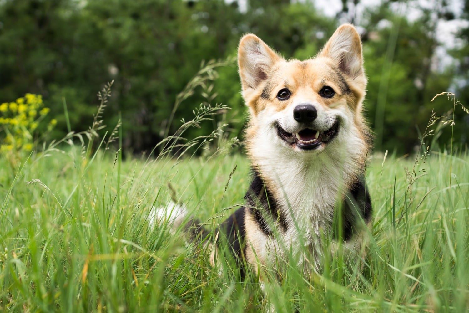 Dog plays outside before his mass removal surgery in Phoenix