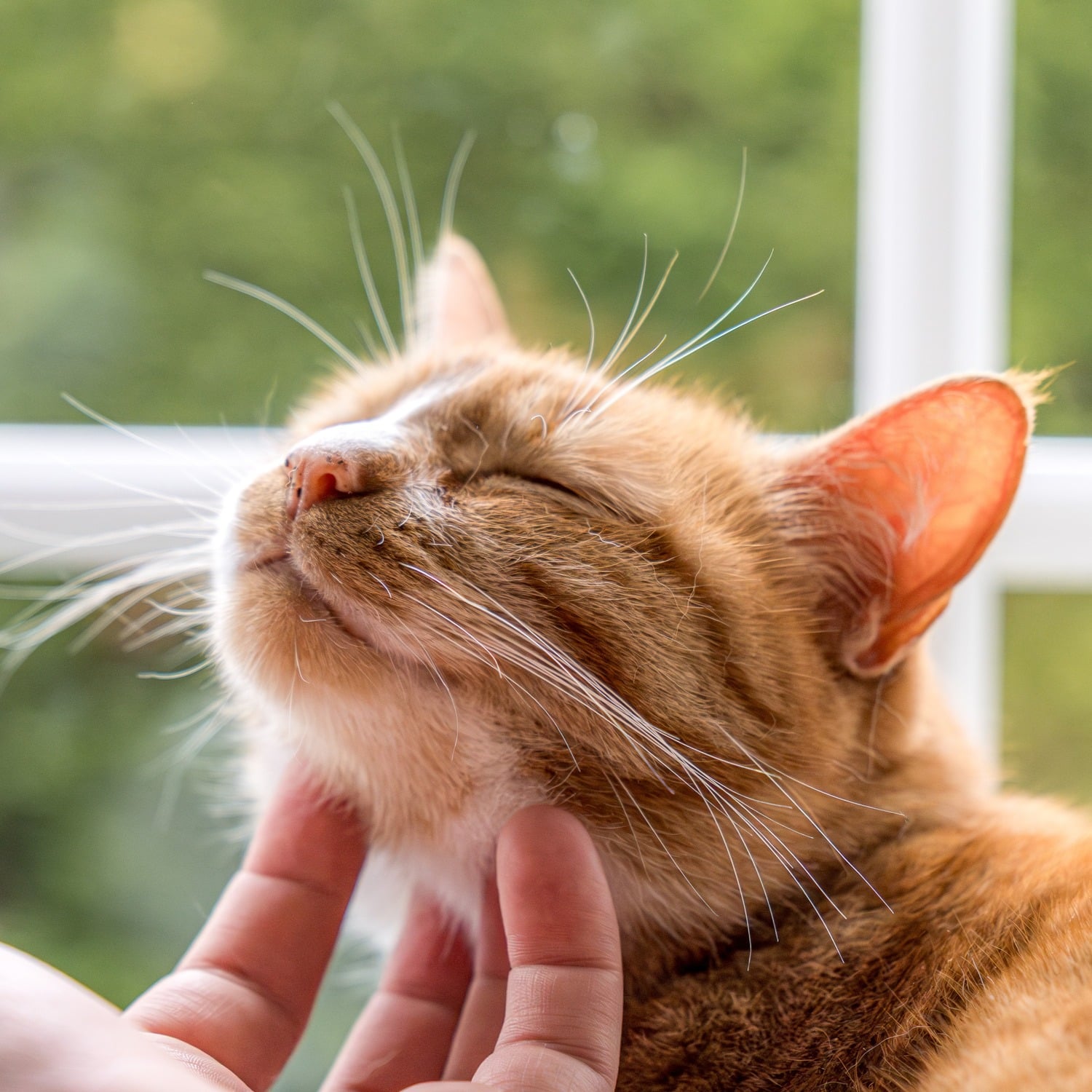 Cat needs a pet mass removal in Phoenix