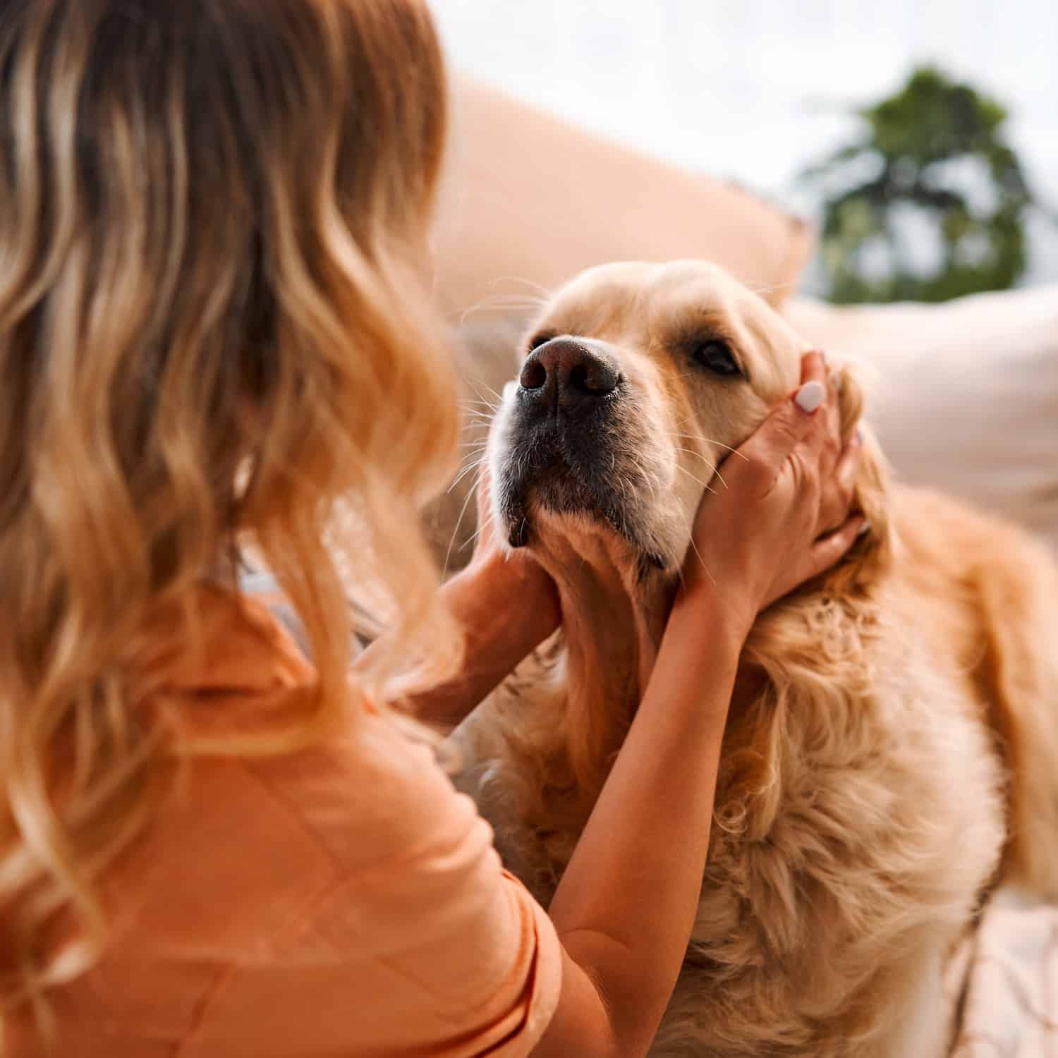 Owner pets her dog after a mass removal surgery in Phoenix AZ